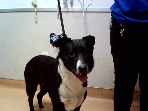 DAISY - Border Collie available for adoption