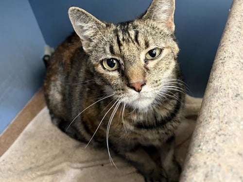 DUSTY - Domestic Short Hair for adoption in Concord