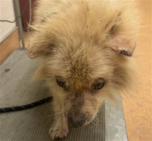 A1053665 - Pomeranian available for adoption