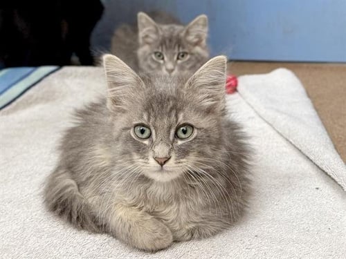 MEOWLY CYRUS - Domestic Short Hair available for adoption