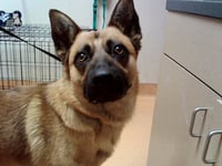 BRUNO - Photo 1