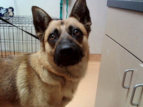 BRUNO - German Shepherd Dog available for adoption