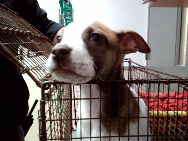 COCONUT - Pit Bull Terrier available for adoption