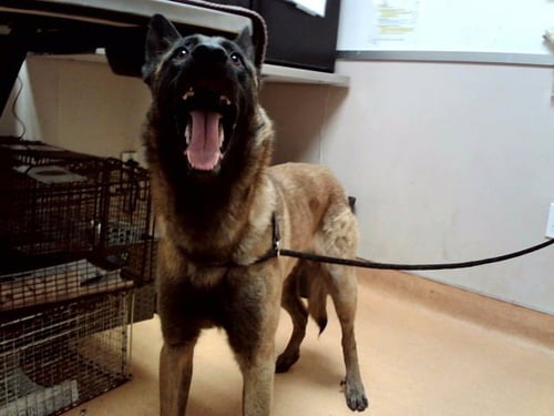 RIGGINS - Belgian Shepherd Malinois available for adoption