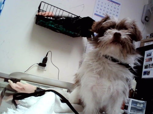BILL MURRAY - Terrier available for adoption