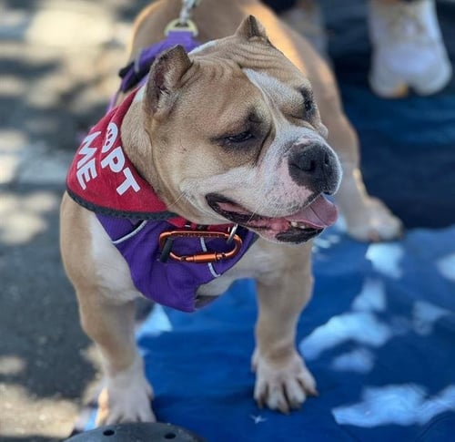 BUBBLES - American Bulldog available for adoption