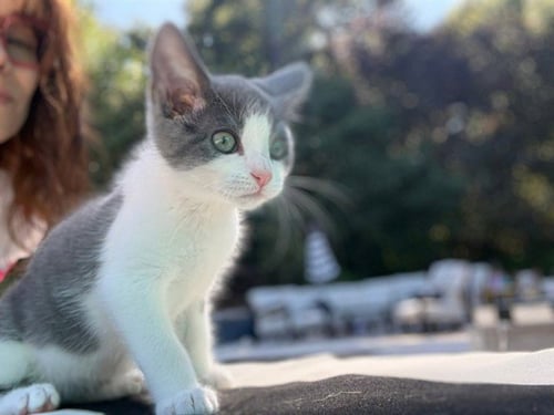EARL - Domestic Short Hair available for adoption
