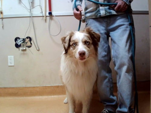WOODY - Australian Shepherd available for adoption
