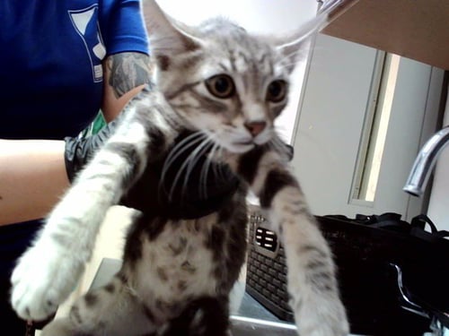 TIGER - Domestic Short Hair available for adoption