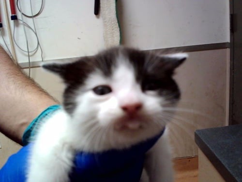 A1052641 - Domestic Medium Hair available for adoption