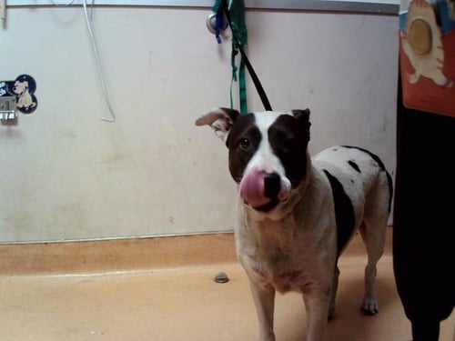 LOUISE - Pit Bull Terrier available for adoption