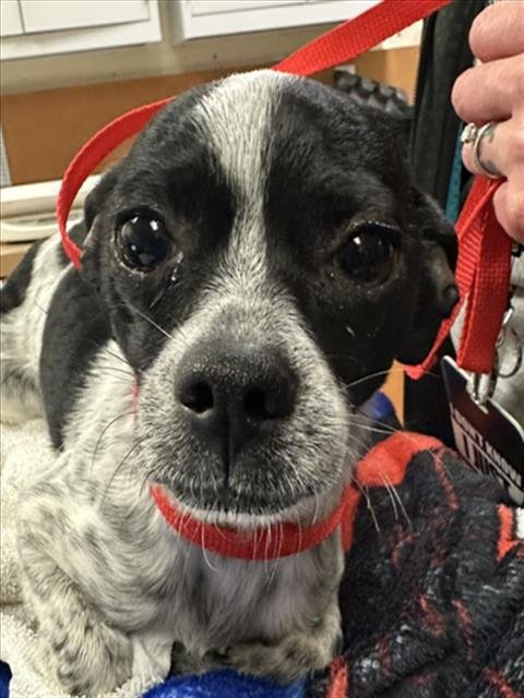 SHEEMIE - Chihuahua available for adoption