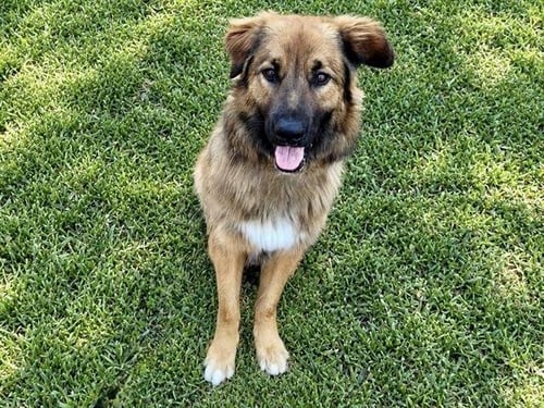 CHARLIE - German Shepherd Dog available for adoption