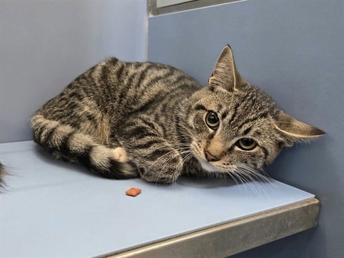 FLETCHER - Domestic Short Hair available for adoption
