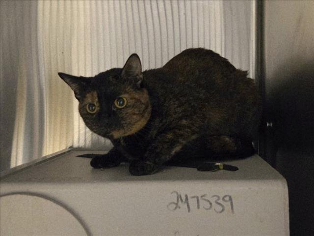 SPATTER - Domestic Short Hair available for adoption