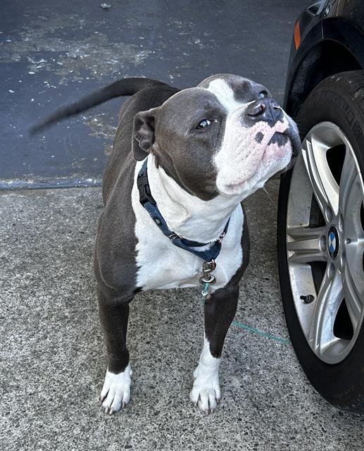 HUBBLE - Pit Bull Terrier available for adoption