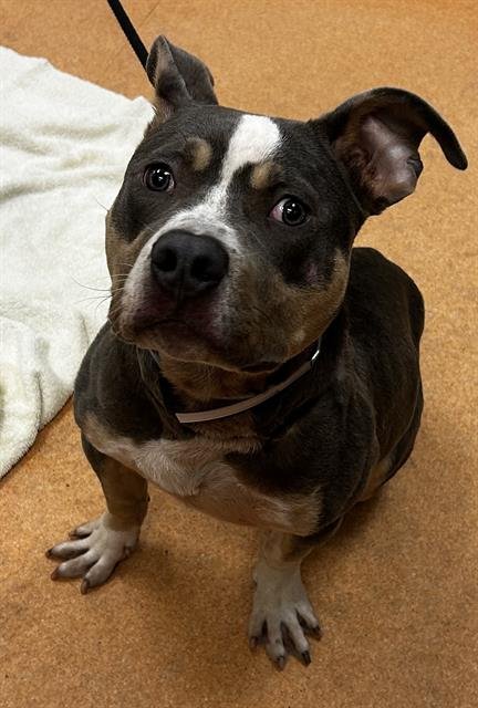 FERNANDO - Pit Bull Terrier available for adoption