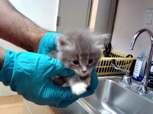 A1047810 - Domestic Short Hair available for adoption
