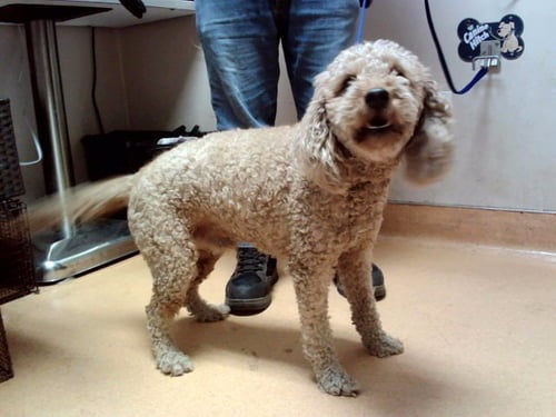 ARLO - Poodle (Standard) available for adoption