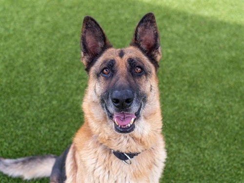 RILEY - German Shepherd Dog available for adoption