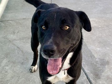 HARPER - Labrador Retriever available for adoption