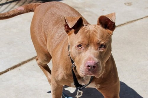CITA - Pit Bull Terrier available for adoption