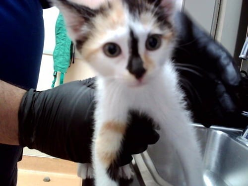 A1050408 - Domestic Short Hair available for adoption