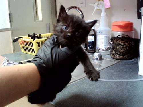 A1047821 - Domestic Medium Hair available for adoption