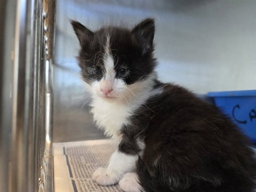 A1047666 - Domestic Medium Hair available for adoption