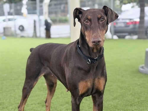 PETUNIA - Doberman Pinscher available for adoption