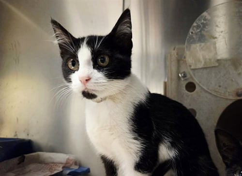 SPONGEBOB - Domestic Short Hair for adoption in Concord