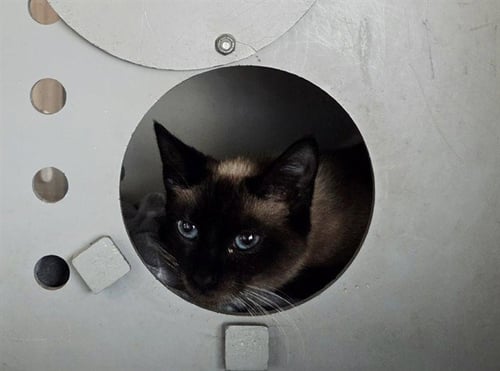 MISSY - Siamese available for adoption