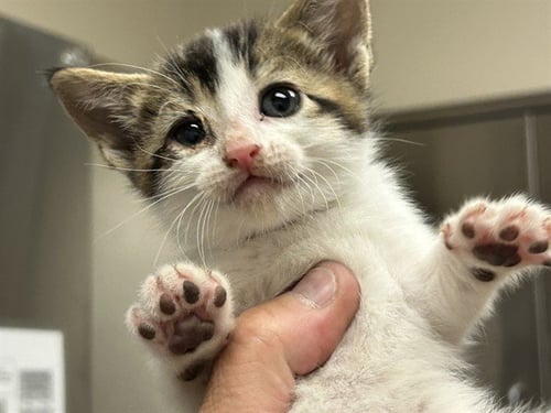 A1047805 - Domestic Short Hair available for adoption