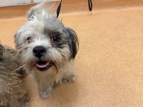 SYLVESTER - Shih Tzu available for adoption