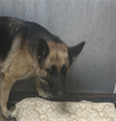 PENELOPE PITSTOP - German Shepherd Dog available for adoption