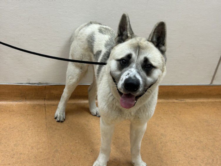 CHIP - Akita available for adoption