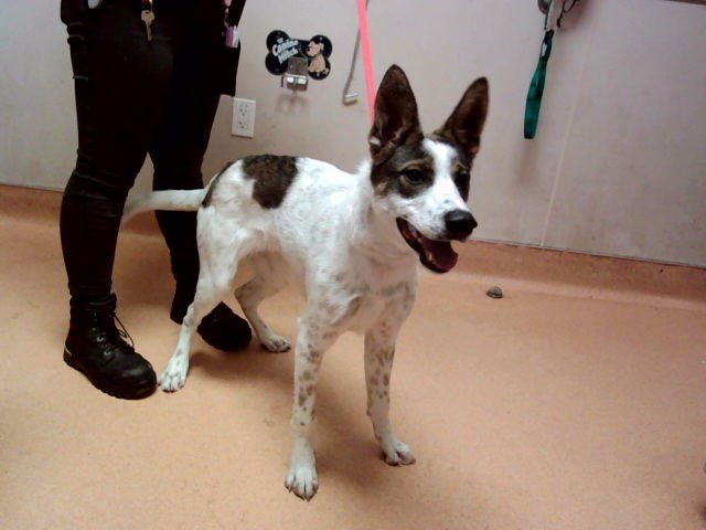 CARSON - Terrier available for adoption