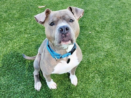NORA - Pit Bull Terrier for adoption in Concord