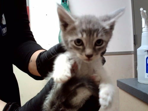 A1048301 - Domestic Short Hair for adoption in Concord
