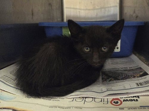 A1049009 - Domestic Short Hair available for adoption