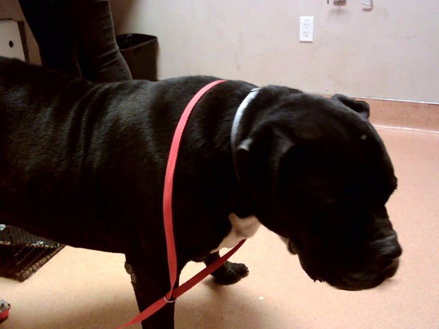 OREO - Pit Bull Terrier / Mastiff available for adoption