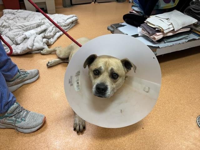 FRED FLINTSTONE - Pit Bull Terrier / Labrador Retriever available for adoption