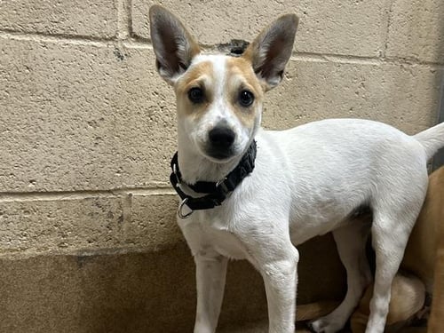 BIJOU - Chihuahua available for adoption