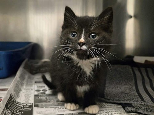 A1047690 - Domestic Short Hair available for adoption
