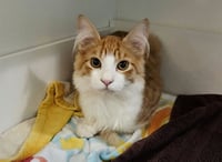 MEOWZER - Photo 1
