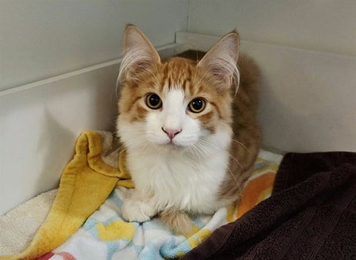 MEOWZER - Domestic Medium Hair available for adoption