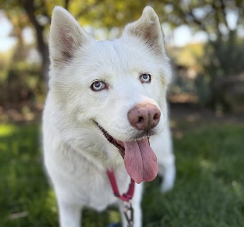 SHAUNA - Siberian Husky available for adoption