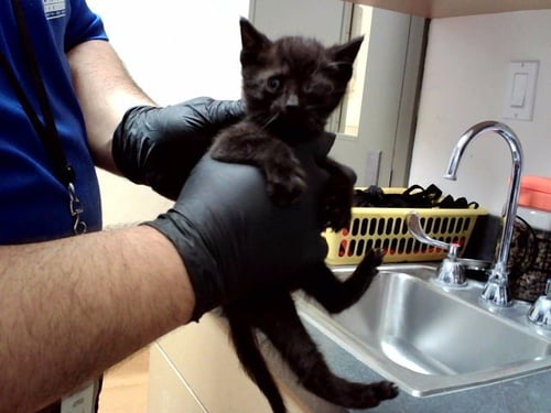 A1047639 - Domestic Short Hair available for adoption