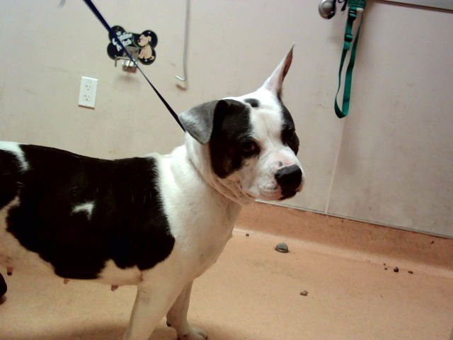 FLICKA - Pit Bull Terrier available for adoption