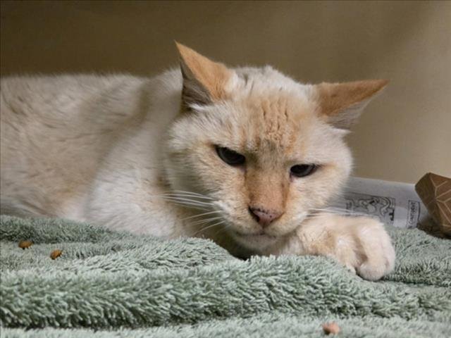 PONG - Domestic Short Hair available for adoption